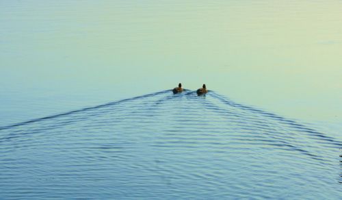 Fotografia de lekeleke - Galeria Fotografica: ALBUFERA - Foto: 