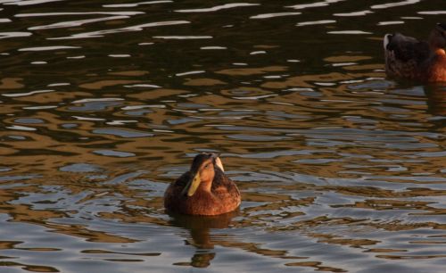 Fotografia de lekeleke - Galeria Fotografica: ALBUFERA - Foto: 