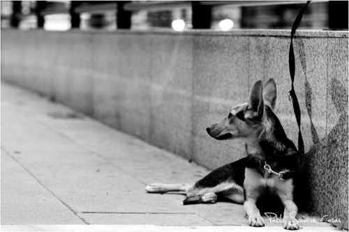 Fotografia de Pablo Souviron - Galeria Fotografica: Porfolio - Foto: 