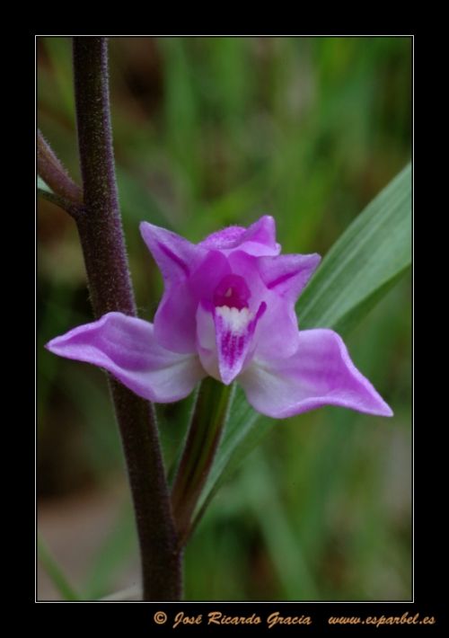 Fotografia de Jos Ricardo Gracia - Galeria Fotografica: Ejemplos de mi trabajo. - Foto: 