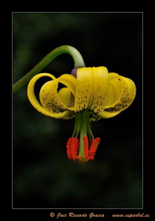 Fotografia de Jos Ricardo Gracia - Galeria Fotografica: Ejemplos de mi trabajo. - Foto: 