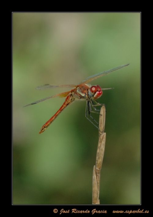 Fotografia de Jos Ricardo Gracia - Galeria Fotografica: Ejemplos de mi trabajo. - Foto: 