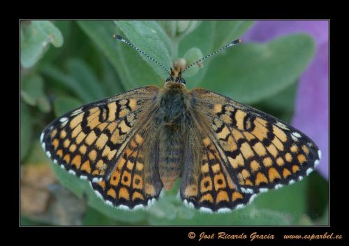Fotografia de Jos Ricardo Gracia - Galeria Fotografica: Ejemplos de mi trabajo. - Foto: 