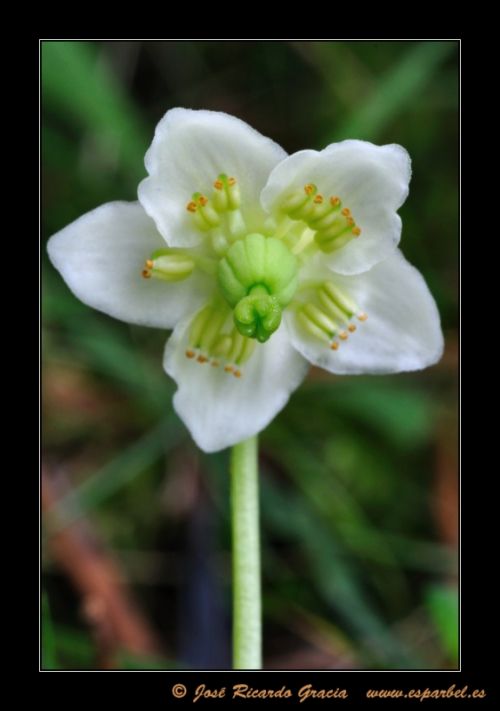 Fotografia de Jos Ricardo Gracia - Galeria Fotografica: Ejemplos de mi trabajo. - Foto: 
