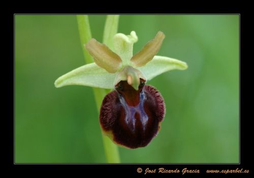 Fotografia de Jos Ricardo Gracia - Galeria Fotografica: Ejemplos de mi trabajo. - Foto: 