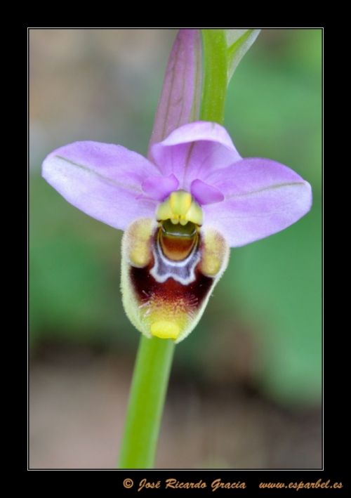 Fotografia de Jos Ricardo Gracia - Galeria Fotografica: Ejemplos de mi trabajo. - Foto: 