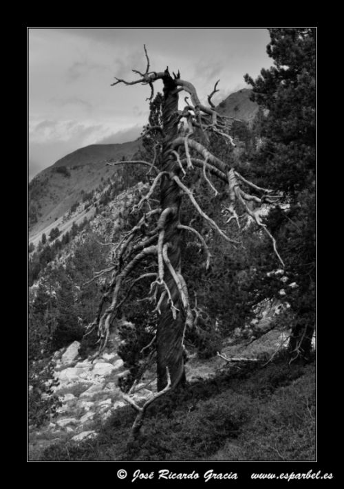 Fotografia de Jos Ricardo Gracia - Galeria Fotografica: Ejemplos de mi trabajo. - Foto: 