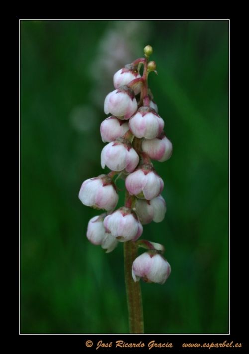 Fotografia de Jos Ricardo Gracia - Galeria Fotografica: Ejemplos de mi trabajo. - Foto: 