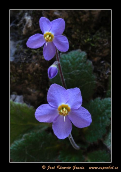 Fotografia de Jos Ricardo Gracia - Galeria Fotografica: Ejemplos de mi trabajo. - Foto: 