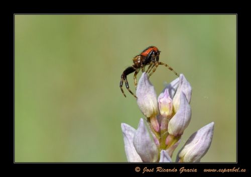 Fotografia de Jos Ricardo Gracia - Galeria Fotografica: Ejemplos de mi trabajo. - Foto: 