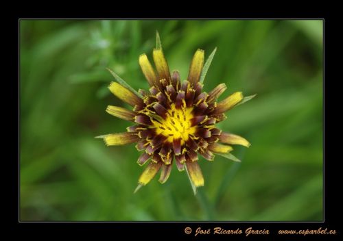 Fotografia de Jos Ricardo Gracia - Galeria Fotografica: Ejemplos de mi trabajo. - Foto: 