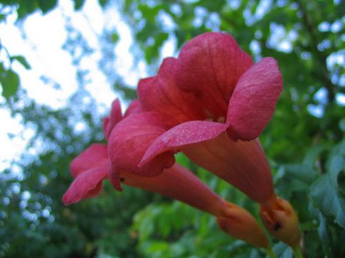 Fotografia de Roi Taboada Vida - Galeria Fotografica: Memoria Visual.tk - Foto: Flor 1