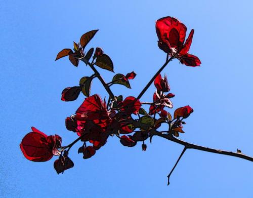 Fotografia de Roi Taboada Vida - Galeria Fotografica: Memoria Visual.tk - Foto: Flor 2