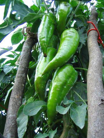 Fotografia de Roi Taboada Vida - Galeria Fotografica: Memoria Visual.tk - Foto: Pementos Piquillo