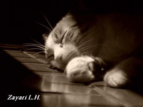 Fotografia de Zayari - Galeria Fotografica: Sentimientos - Foto: Figaro