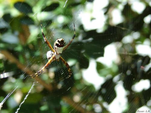 Fotografia de Zayari - Galeria Fotografica: Sentimientos - Foto: aranita