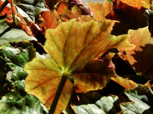 Fotografia de Zayari - Galeria Fotografica: Sentimientos - Foto: otoo