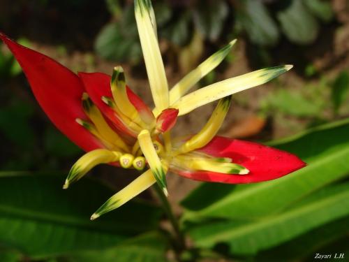 Fotografia de Zayari - Galeria Fotografica: Sentimientos - Foto: rojita