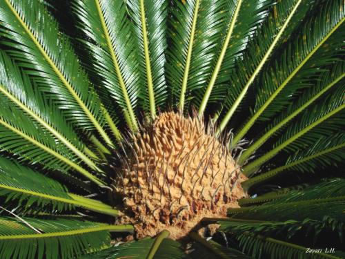 Fotografia de Zayari - Galeria Fotografica: Sentimientos - Foto: puntas