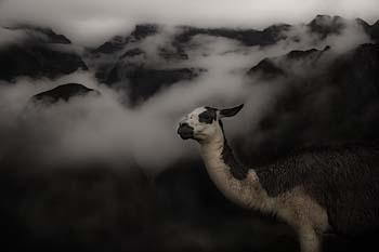 Fotografia de Juan Carlos Medina - Galeria Fotografica: Per 2.007 - Foto: Llama