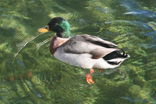 Fotografia de Juan Manuel - Galeria Fotografica: Naturaleza Viva - Foto: Pato