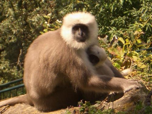 Fotografia de Arnau Selga - Galeria Fotografica: Nord de la India - Foto: Langurs a Mussorie (Himachal Pradesh)
