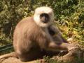Fotos de Arnau Selga -  Foto: Nord de la India - Langurs a Mussorie (Himachal Pradesh)