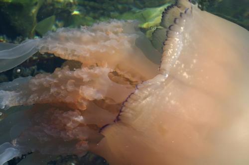 Fotos menos valoradas » Foto de cmyk2004 - Galería: naturaleza - Fotografía: medusa