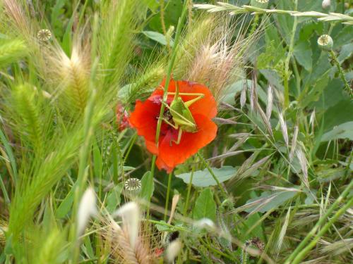 Fotos menos valoradas » Foto de FONSO - Galería: Fotos por mi tierra - Fotografía: el sueo de la chi