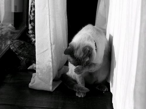 Fotos mas valoradas » Foto de Cayetana - Galería: seleccin varias - Fotografía: cada loco con su t