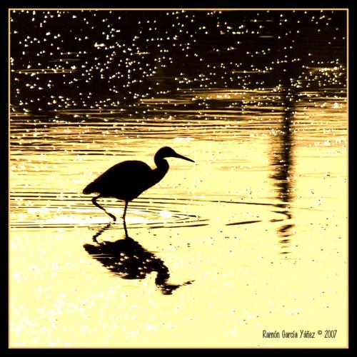 Fotografías mas votadas » Autor: Yez - Galería: Soledades - Fotografía: A la caza