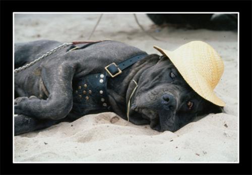 Fotos menos valoradas » Foto de Gustavo - Galería: Variada - Fotografía: Van Gogh