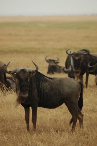 Fotos menos valoradas » Foto de rodas - Galería: AFRICA - Fotografía: MANADA