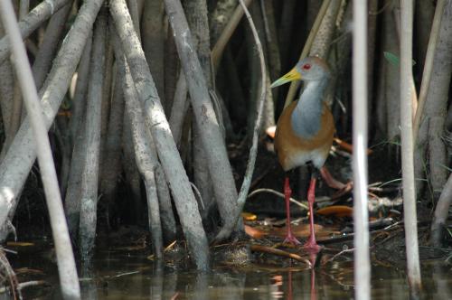 Fotos menos valoradas » Foto de BLANQUIX - Galería: NUBES Y ALGO MAS - Fotografía: pajaro exotico