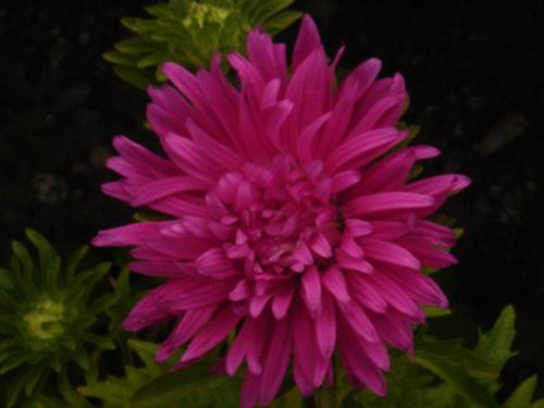 Fotos mas valoradas » Foto de BLANQUIX - Galería: NUBES Y ALGO MAS - Fotografía: flor