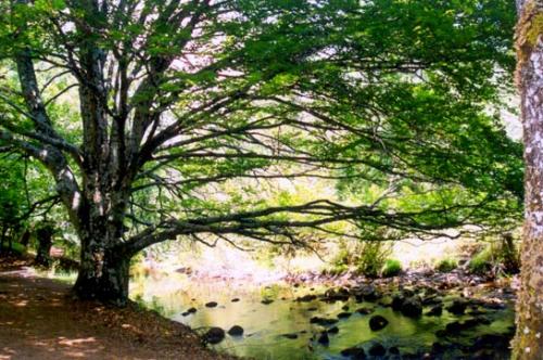 Fotos mas valoradas » Foto de Golosiny - Galería: Naturalezas - Fotografía: hayedo de montejo