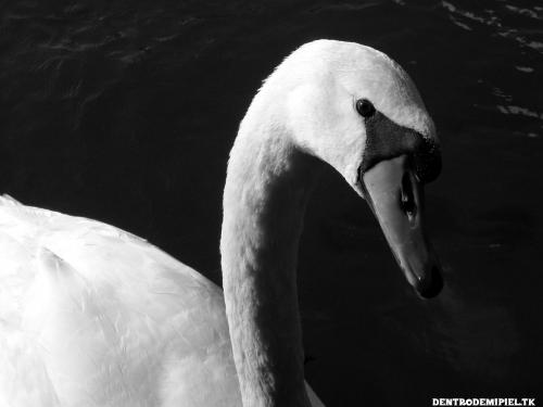 Fotos menos valoradas &raquo; Foto de cristian - Galer&iacute;a: barcelona b/n - Fotograf&iacute;a: cisne