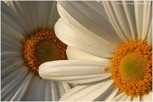 Fotos mas valoradas » Foto de Juanjo Vega Santa-Cruz - Galería: FLORES - Fotografía: 