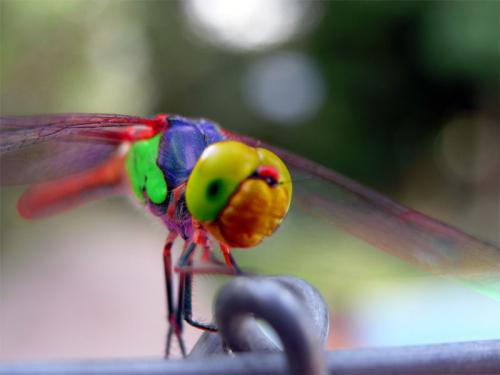 Fotos mas valoradas » Foto de Mario garcia - Galería: variadillo - Fotografía: libelula