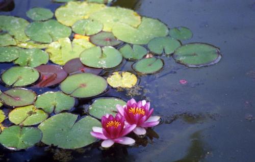 Fotos mas valoradas &raquo; Foto de mocoton - Galer&iacute;a: Luz - Fotograf&iacute;a: Hadas