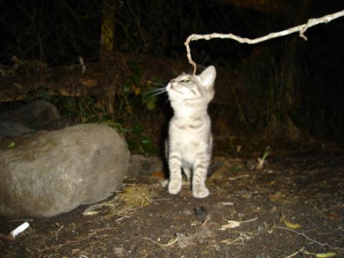 Fotografías mas votadas » Autor: P.a.o - Galería: cosas para ti - Fotografía: Mr.gatubelo-lo