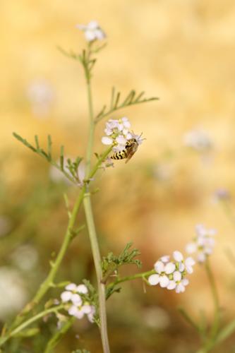 Fotos mas valoradas » Foto de Sandra Karro - Galería: Naturaleza - Fotografía: Una abeja trabajan