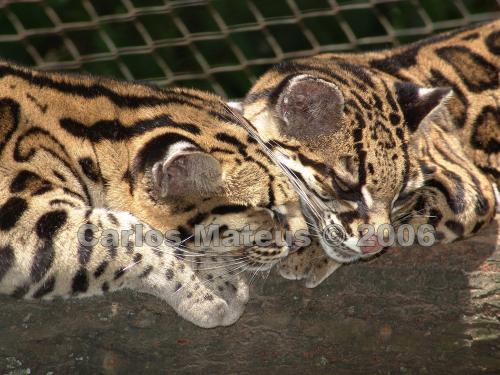 Fotos menos valoradas » Foto de Carlos Mateus Steffens - Galería: Mis Fotos - Fotografía: Descanso