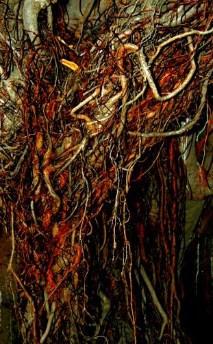 Fotos mas valoradas » Foto de Jos Luis - Galería: rboles - Fotografía: 0017