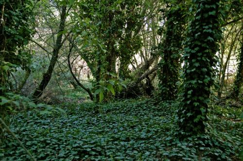 Fotos mas valoradas » Foto de Jos Luis - Galería: rboles - Fotografía: 0056