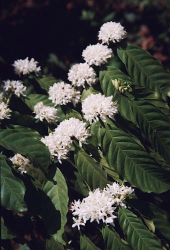 Fotos mas valoradas » Foto de PRODUCCION FOTOGRAFICA PROFESIONAL - Galería: fotos naturaleza CHIAPAS MEXICO - Fotografía: flor del Caf