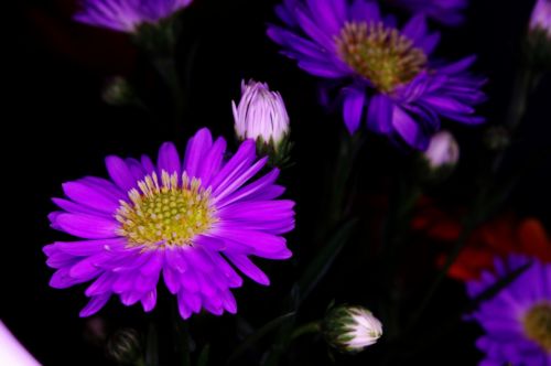 Fotos menos valoradas &raquo; Foto de CMoreno Photography - Galer&iacute;a: Plantas y Flores - Fotograf&iacute;a: 