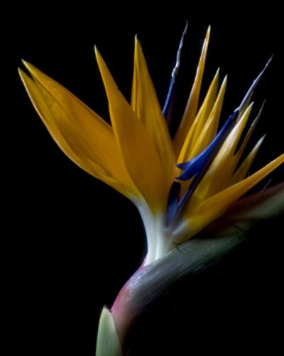 Fotos mas valoradas » Foto de digitalgraphys - Galería: Natura - Fotografía: 