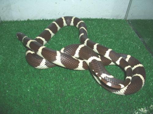 Fotos menos valoradas » Foto de Feliciano - Galería: Lampropeltis getulus californiae - Fotografía: Lampropeltis calif
