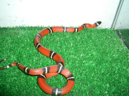 Fotos menos valoradas » Foto de Feliciano - Galería: Lampropeltis - Fotografía: Lampropeltis trian